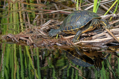 turtle reflection