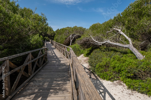 Es Comu wooden walkway    rea Natural d Especial Inter  s  included within the Natural Park of s Albufera  Mallorca  Balearic Islands  Spain