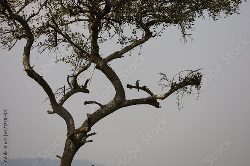 Eurasian Bee Eater Bird in Tree in Kenya, Africa