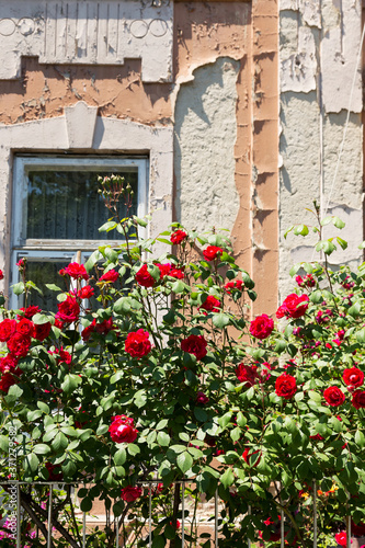 cottage with beautiful red roses around the door © Elena