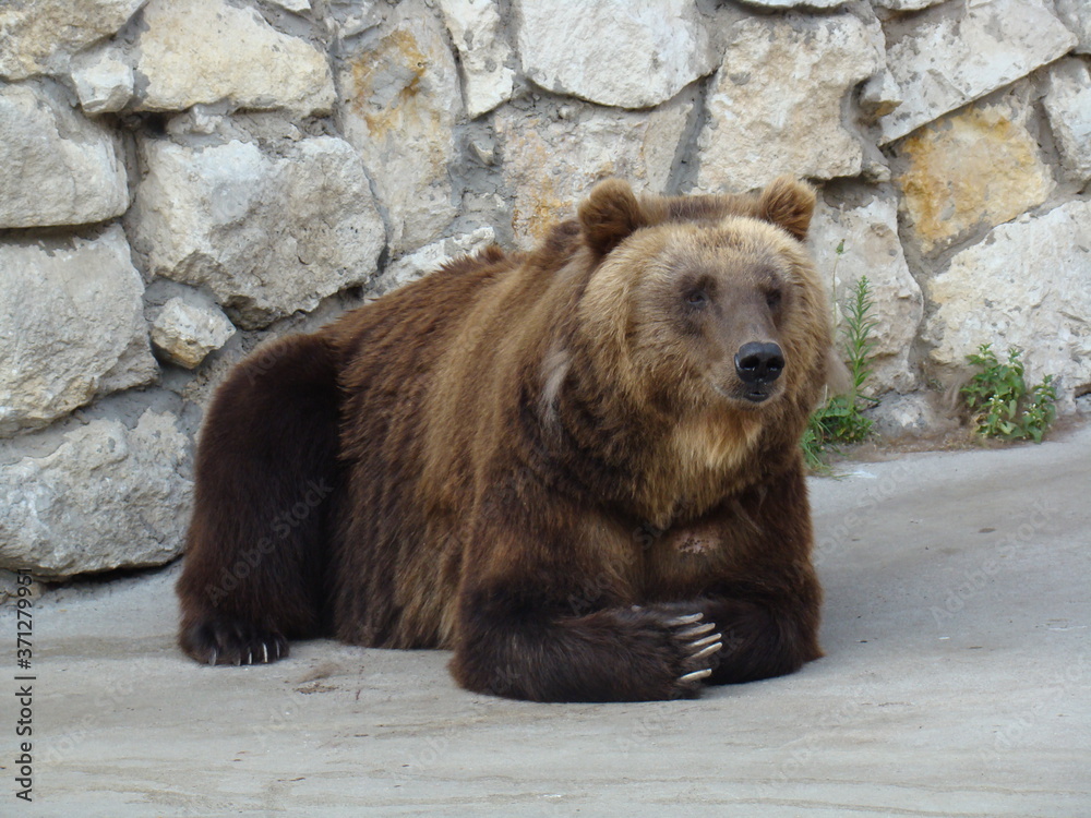 huge brown bear with powerful claws huge brown bear with powerful claws