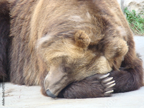 Wallpaper Mural huge brown bear with powerful claws Torontodigital.ca