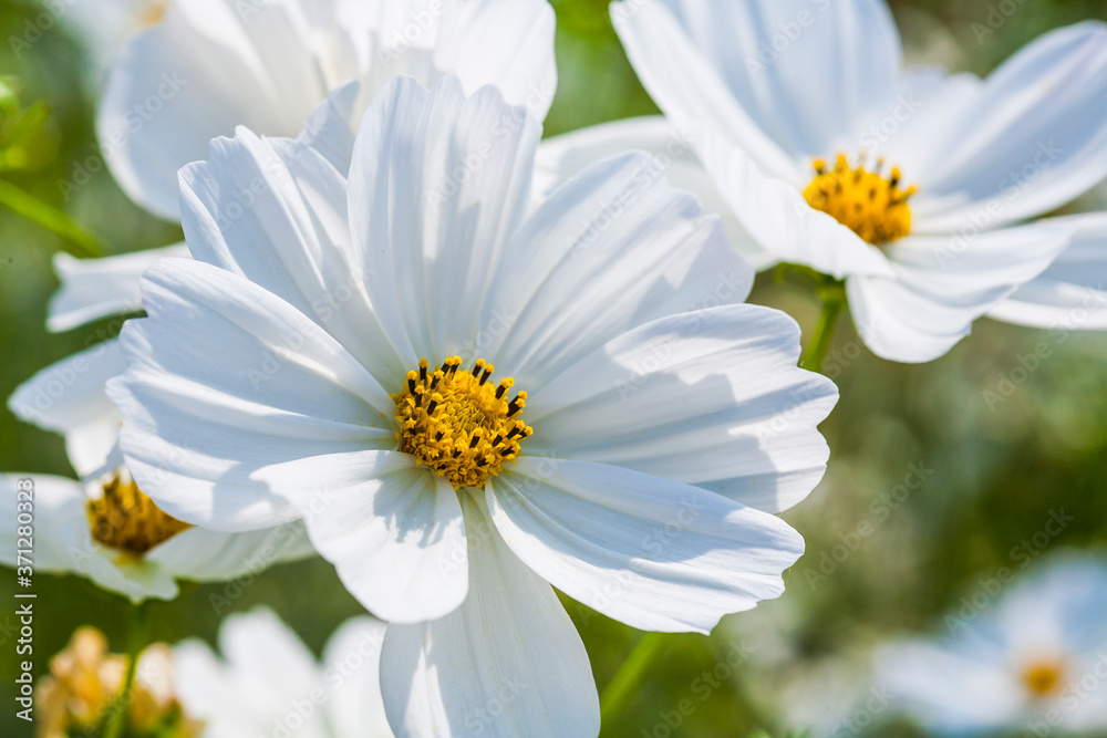 Close-up colorful cosmos flowers with the blurry background Close-up colorful cosmos flowers with the blurry background