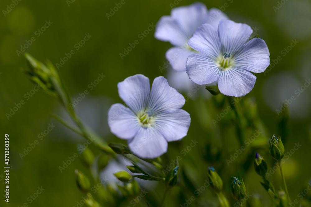 Flax blooms. Green flax field in summer Sunny day. Agriculture, the cultivation of flax. Selective focus