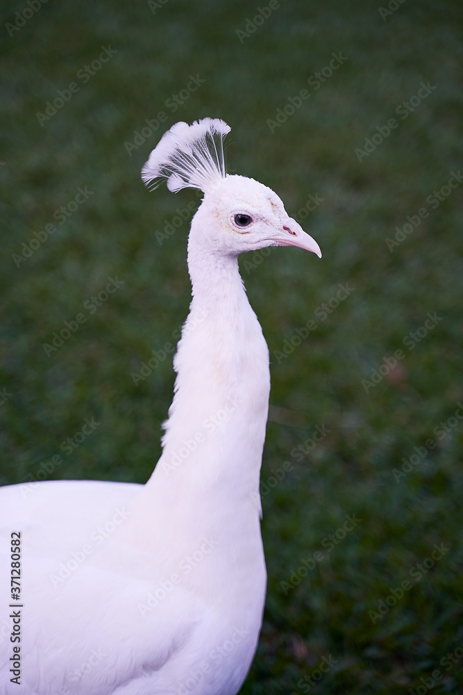 White peacock White peacock