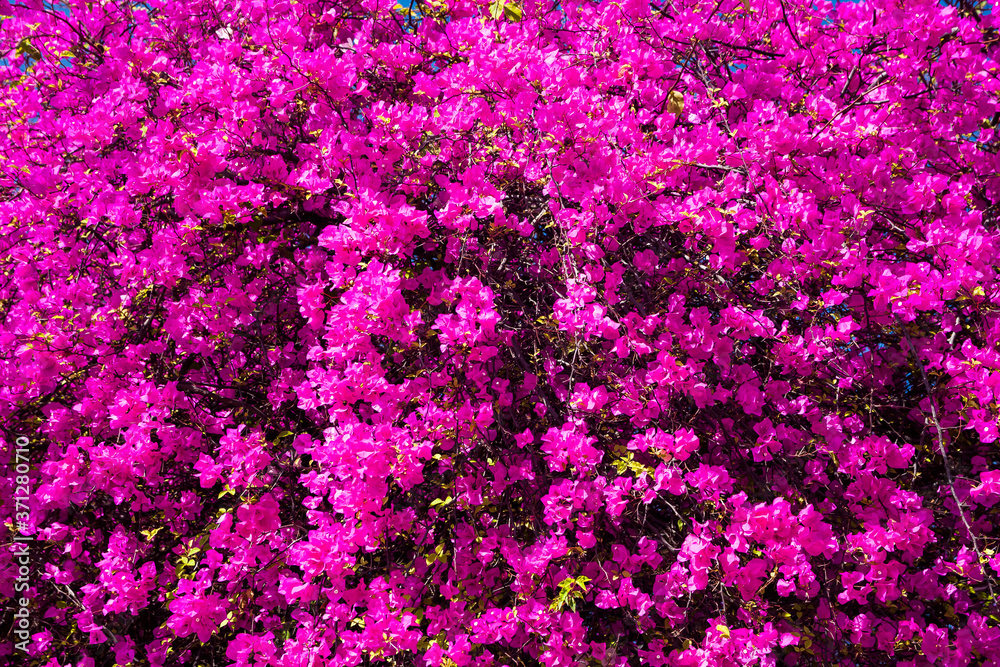 colorful bougainvillea flower as a background colorful bougainvillea flower as a background