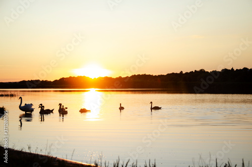 Beautiful sunset over the river. Golden sunset over the river with swans. Reflection of nature in the water of the river. The golden bows of the setting sun reflecting in the water of the river