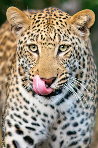 Lip Smacking Leopard