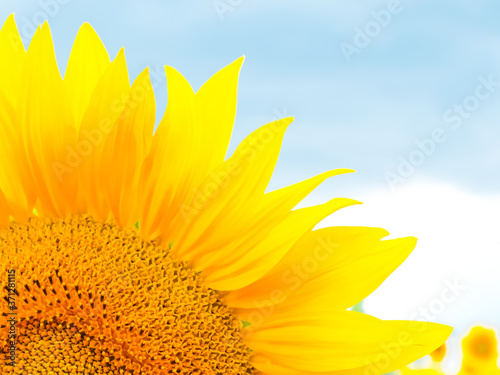 Bright sunflower in a field  quater of flower