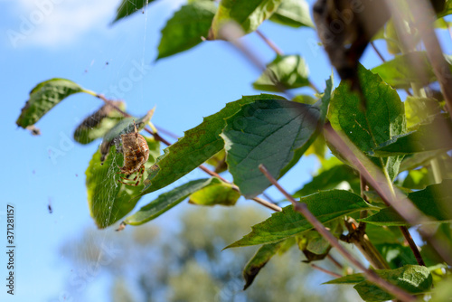 the spider web in tree