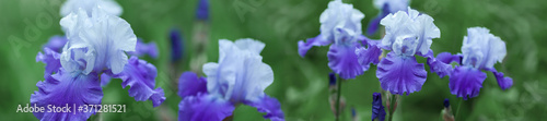 Panorama beautiful purple iris flowers grow.