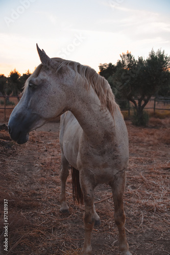 Foto de un caballo blanco