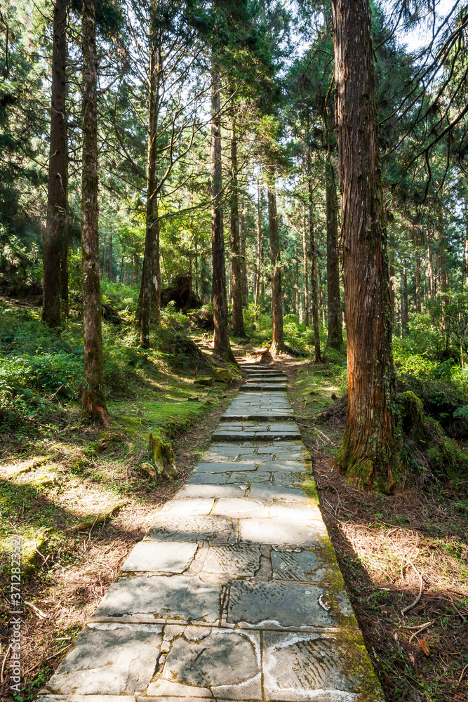Stone pathway through the green forest, Alishan Forest Recreation Area in Chiayi, Taiwan. Stone pathway through the green forest, Alishan Forest Recreation Area in Chiayi, Taiwan.