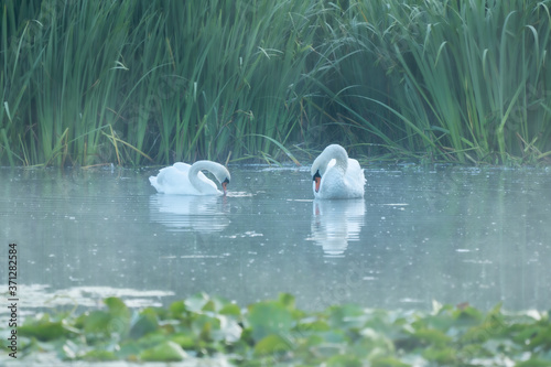 Pair of white swans on the morning lake