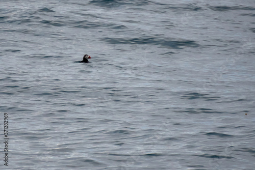 Common puffin resting in the water in the Atlantic ocean off the coast of Husavik in Iceland
