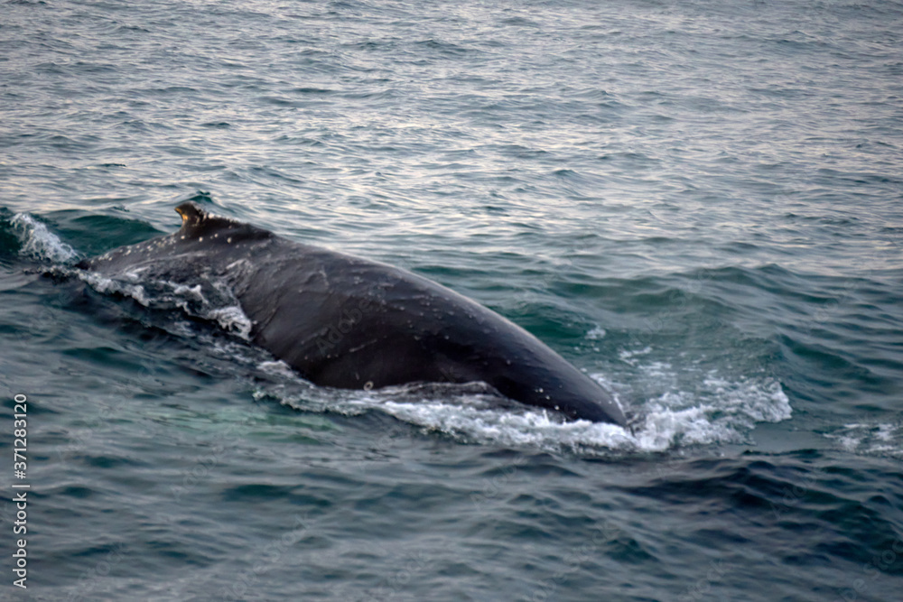 humpback whale in the Atlantic ocean off the coast of Husavik in Iceland humpback whale in the Atlantic ocean off the coast of Husavik in Iceland
