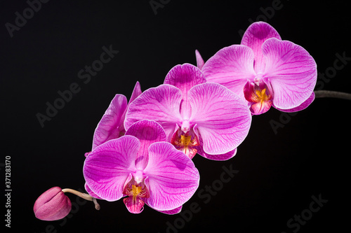 Orchid flowers with black background