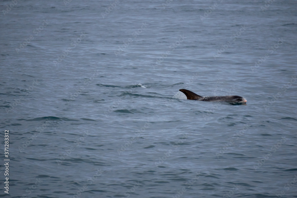 Fototapeta premium White-nosed dolphin pokes its head out of the Atlantic Ocean off the coast of Husavik in Iceland