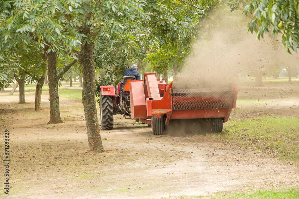 Obraz premium Mobile, Alabama - 10/30/2013: Pecan harvesting machinery in the process of harvesting pecans in an orchard near Mobile Alabama.