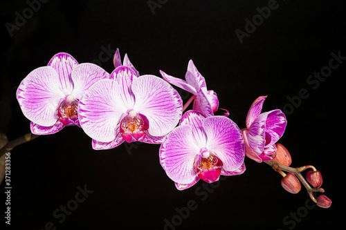 Beautiful moth orchid flowers in the garden