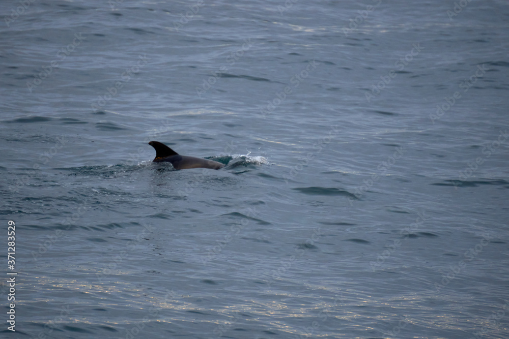 Fototapeta premium Small white nosed dolphin in the Atlantic Ocean off the coast of Husavik in Iceland