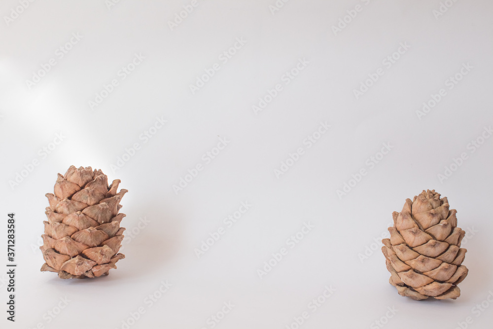 Christmas pinecone fir on white background. Top view. Mock up Christmas pinecone fir on white background. Top view. Mock up