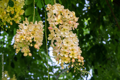 Selective focus beautiful Cassia Fistula flower blooming in a garden.Also called Cassia x nealiae,Golden Shower,Purging Cassia or Indian laburnum. photo