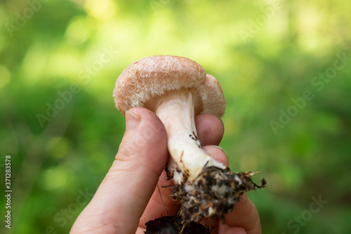 Lactarius torminosus or woolly milkcap is a large agaric fungus. Woman holding a musgroom.