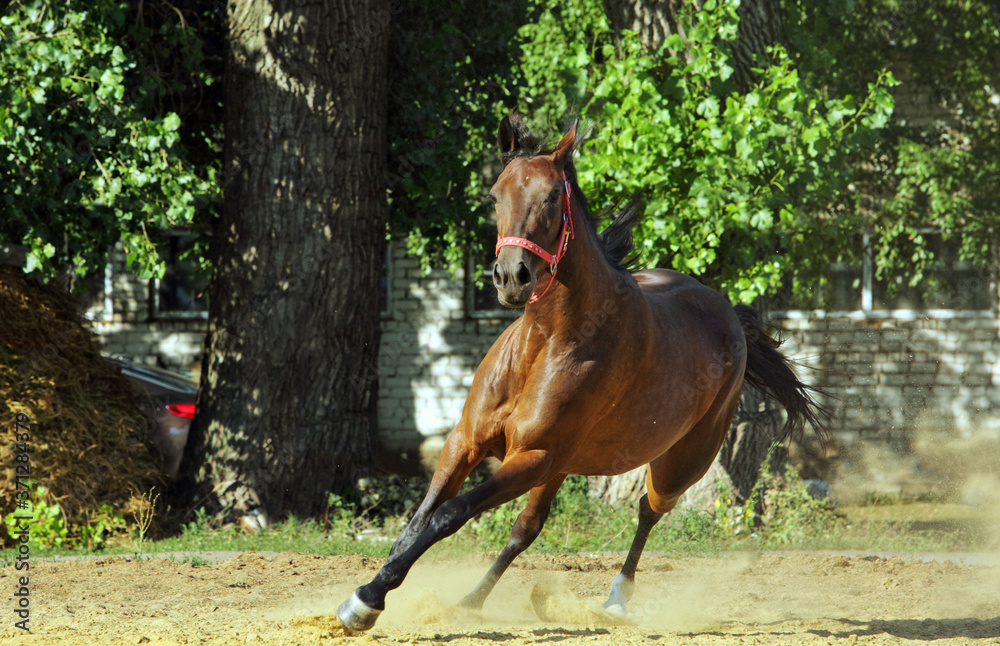 Andalusian horse galloping near the stable at the rest Andalusian horse galloping near the stable at the rest