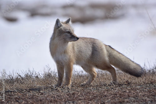 Fotografie Korsak, or steppe fox (Vulpes corsac) in early spring runs across the steppe in search of food