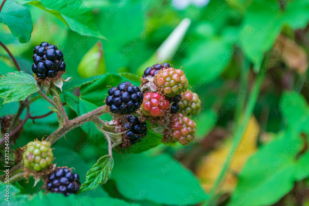 blackberry on the bush blackberry on the bush