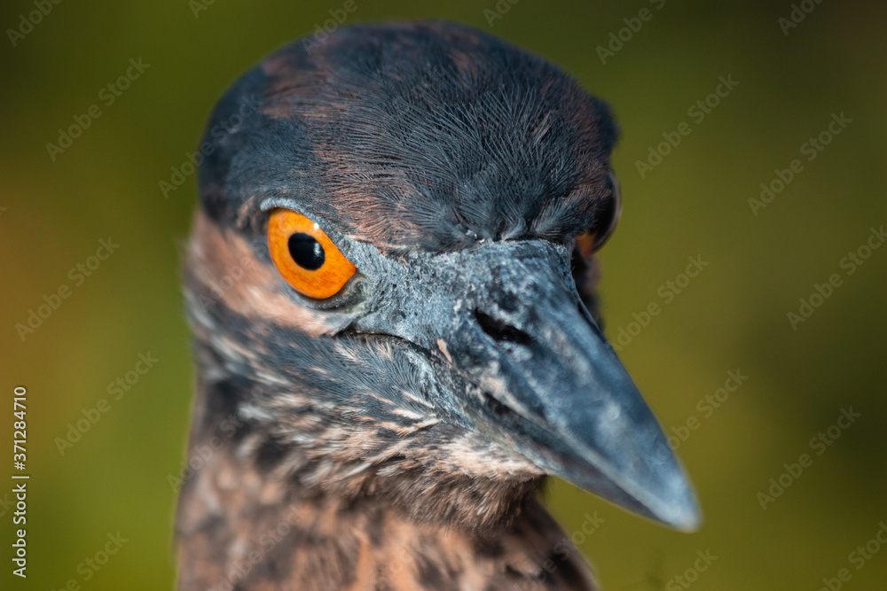 Lava Heron Lava Heron