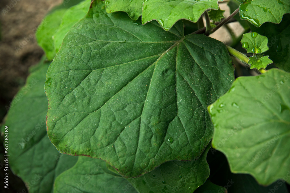 Tropical flora. Closeup view of a Senecio petasitis, also known as Velvet Groundsel, beautiful green leaves foliage and texture. Tropical flora. Closeup view of a Senecio petasitis, also known as Velvet Groundsel, beautiful green leaves foliage and texture.