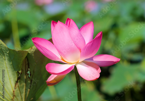 Beautiful photo with pink wonderful lotuses