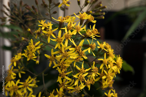 Floral. Closeup view of a Senecio petasitis, also known as Velvet Groundsel, winter blooming flowers of yellow petals. photo