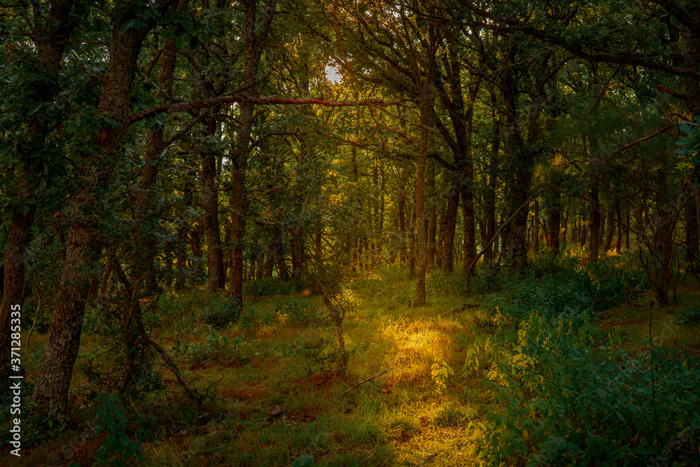 Obraz premium Bosque Neila 2