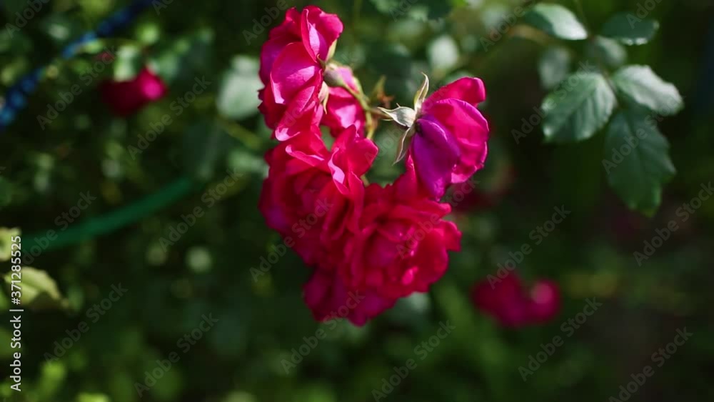 a picture of bright tender pink rose on the branch in summer garden a picture of bright tender pink rose on the branch in summer garden