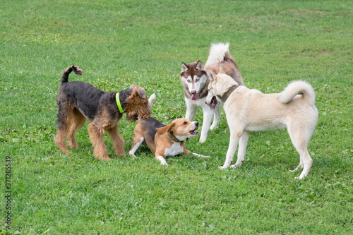 Four dogs are playing on a green grass in the summer park. Pet animals.