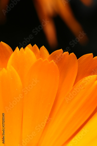 orange flower macro