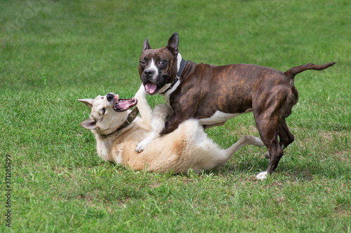 American staffordshire terrier puppy and west siberian laika are playing on a green grass in the park. Pet animals.