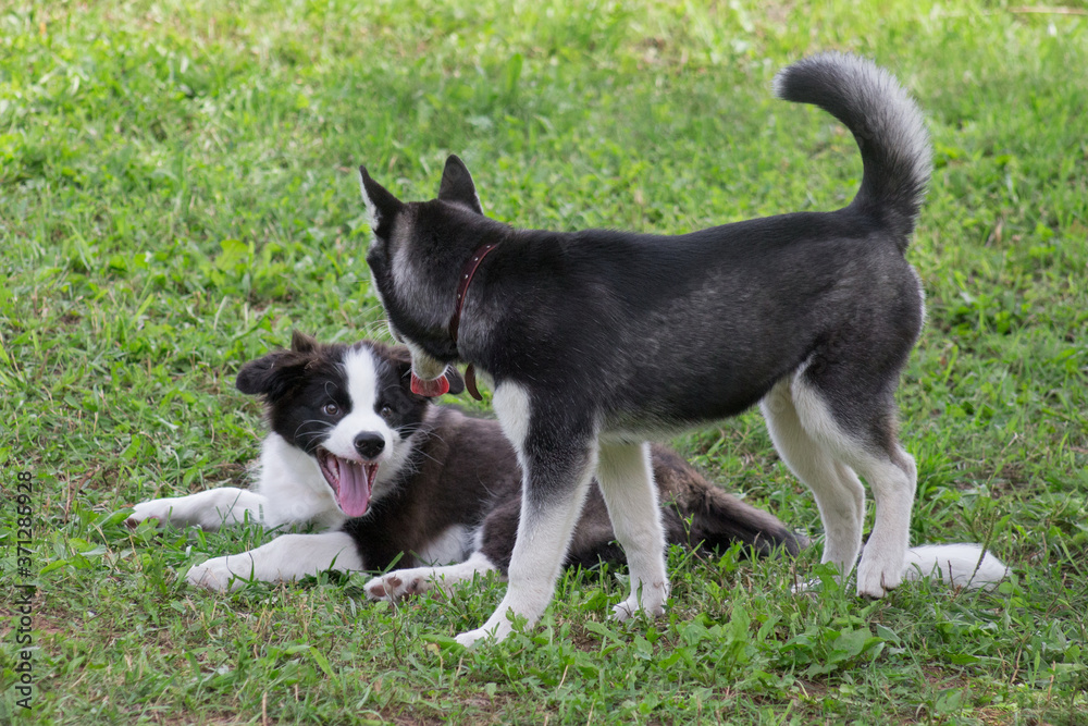 Border collie puppy and siberian husky puppy are playing on a green grass in the park. Four month old. Pet animals.