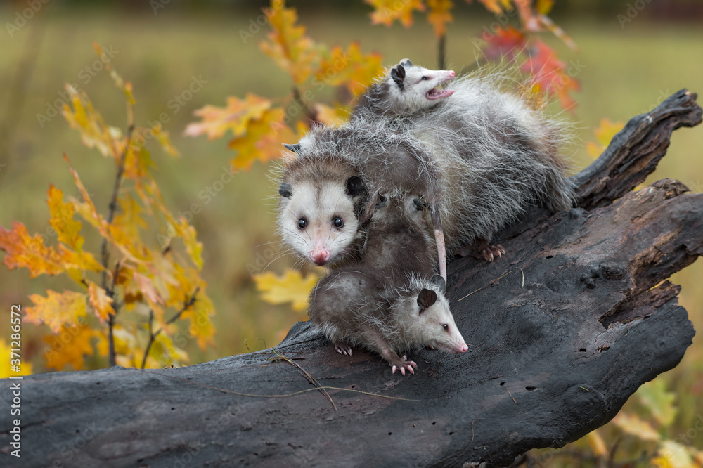 Naklejka premium Virginia Opossum (Didelphis virginiana) Looks Straight Out Joeys All Over Autumn