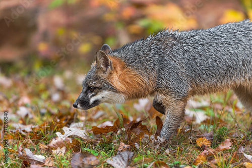 Grey Fox (Urocyon cinereoargenteus) Steps Left Close Up Autumn