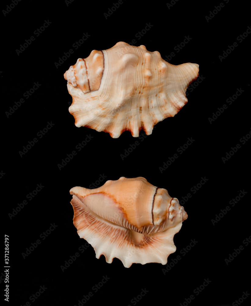 Beautiful decorative shell of natural origin on a black background isolated view from both sides from the top Beautiful decorative shell of natural origin on a black background isolated view from both sides from the top