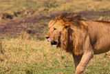 Löwe in der  Masai Mara in Kenia, Afrika (panthera, leo).