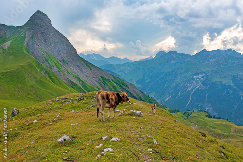 Kühe - Alpen - Allgäu - authentisch