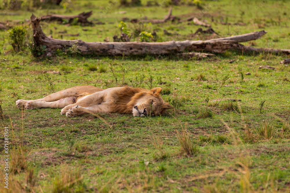 Löwe in der Masai Mara in Kenia, Afrika (panthera, leo). Löwe in der Masai Mara in Kenia, Afrika (panthera, leo).
