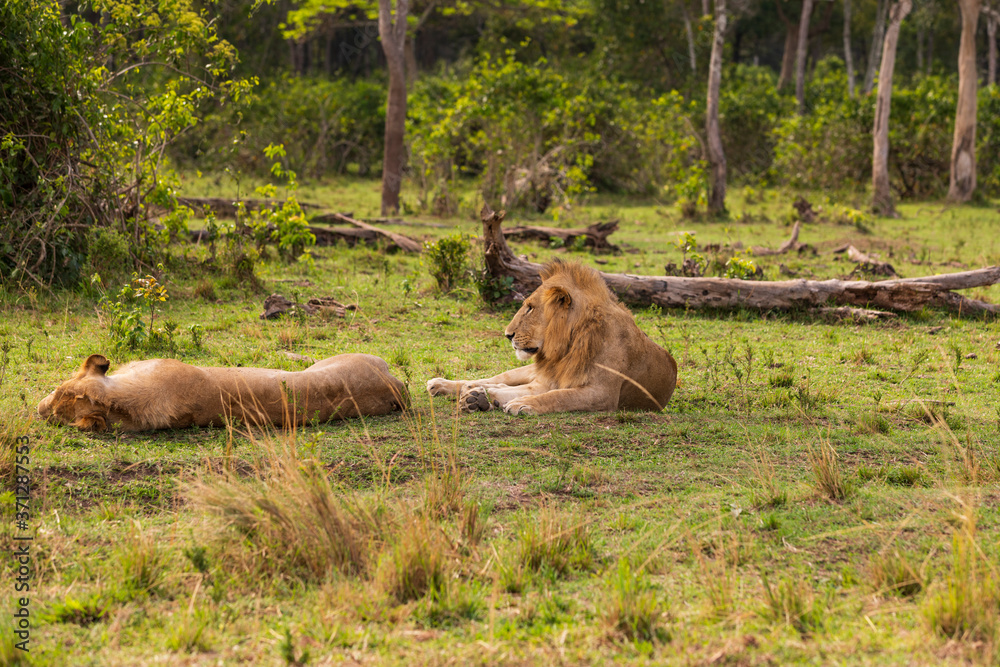 Safari in der Masai Mara, Löwe an der Mara in Kenia. Safari in der Masai Mara, Löwe an der Mara in Kenia.