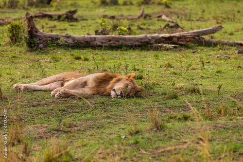Löwe in der Masai Mara in Kenia, Afrika (panthera, leo).