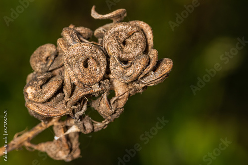 Принти на полотні Ripe yield of Alfalfa, also called lucerne and called Medicago sativa in binomial nomenclature, is a perennial flowering plant in the legume family Fabaceae
